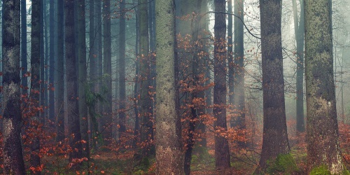 Obraz tajomstvo lesa