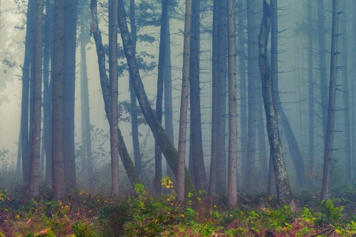 Samolepiaca fototapeta tajomný les