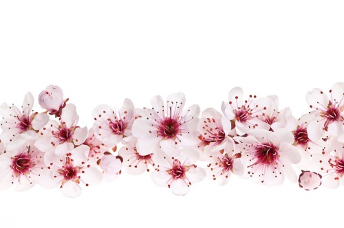 Samolepiaca tapeta čerešňové kvety