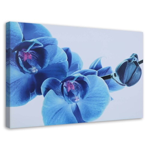 Obraz na plátně Orchidej Květy Modrá