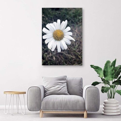 Obraz na plátně Heřmánkový květ Příroda