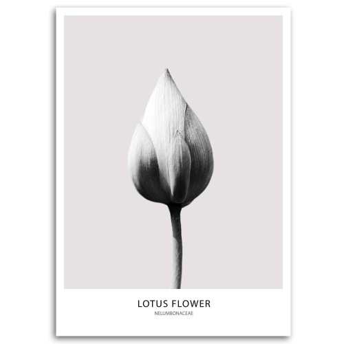 Obraz na plátně Lotosový květ černá a bílá
