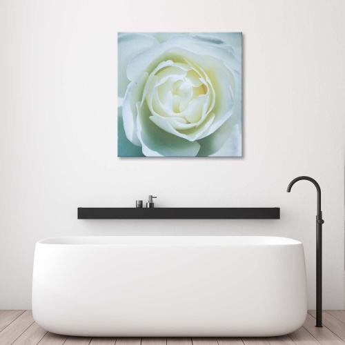 Obraz na plátně Bílá růže Květina Příroda