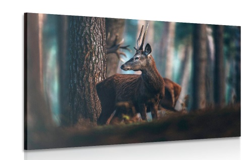 Obraz jeleň v borovicovom lese
