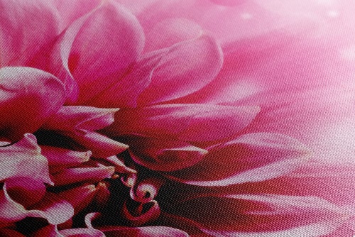 Obraz ružový kvet