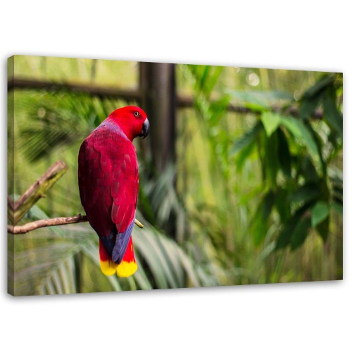 Obraz na plátně Papoušek ráj Ptáci Příroda
