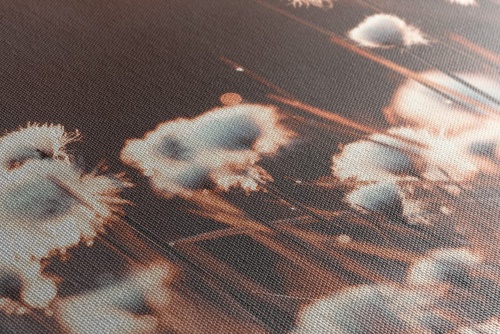 Obraz bavlnená tráva