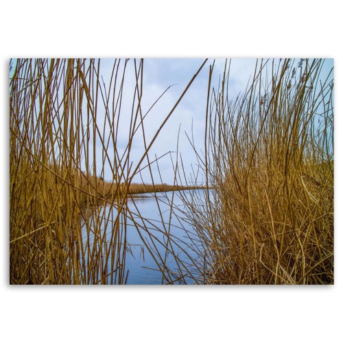 Obraz na plátně Příroda travnatého jezera