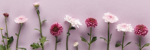Obraz kompozícia ružových chryzantém
