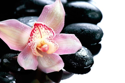 Samolepiaca fototapeta exotická orchidea