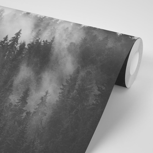 Fototapeta les v čiernobielej hmle