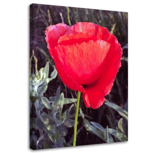 Obraz na plátně Červený mák Květina Příroda