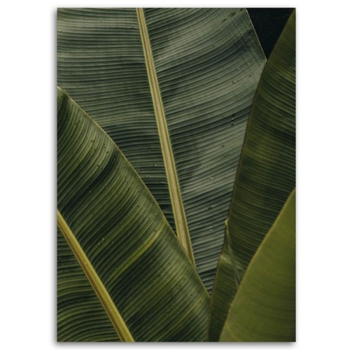 Obraz na plátně Banánové listy Příroda