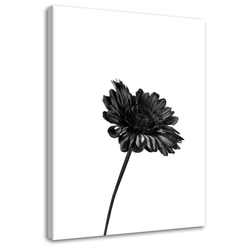 Obraz na plátně Květiny Příroda Černá Bílá