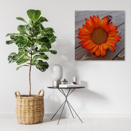 Obraz na plátně, Oranžová slunečnice
