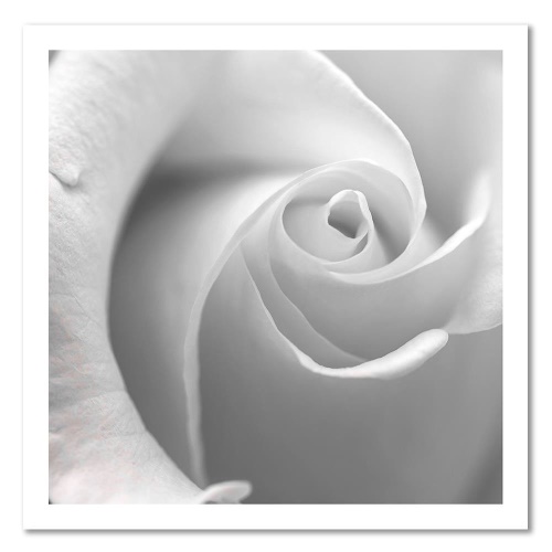 Obraz na plátně Bílá růže v květu makro