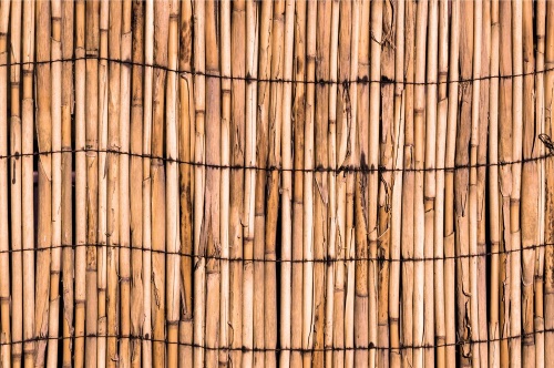Samolepiaca fototapeta exotický bambus