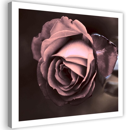 Obraz na plátně Krásný růžový květ růže