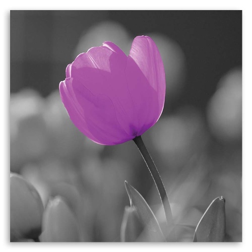 Obraz na plátně Tulipánový květ fialový