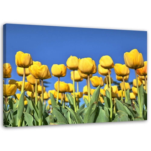 Obraz na plátně Tulipány Květiny Příroda Žlutý