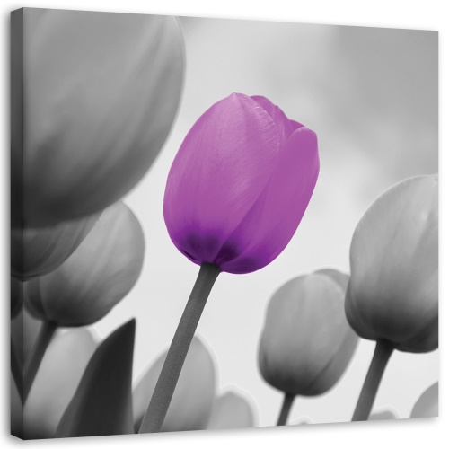 Obraz na plátně Tulip Blossom Purple Grey