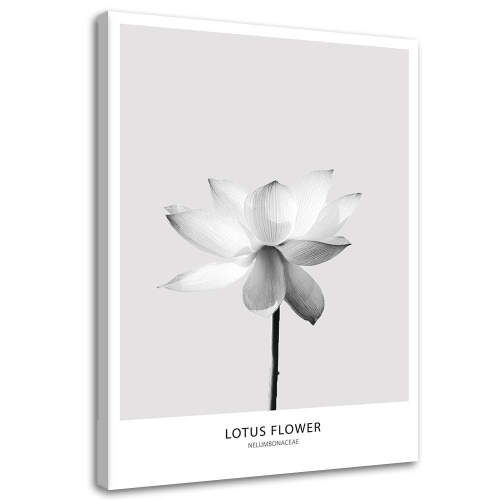 Obraz na plátně, Bílý lotosový květ Příroda