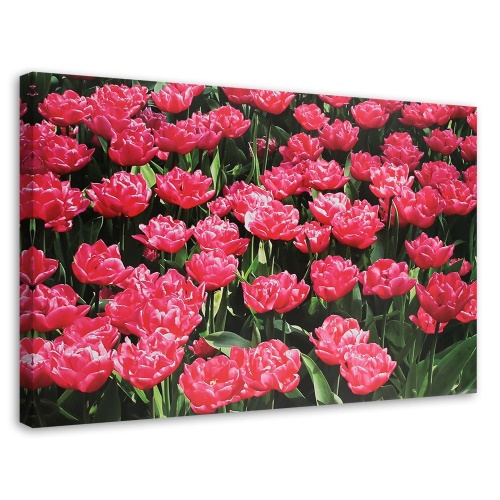 Obraz na plátně Růžové tulipány Květiny