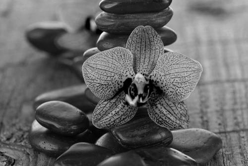 Obraz orchidea a Zen kamene v čiernobielom prevedení