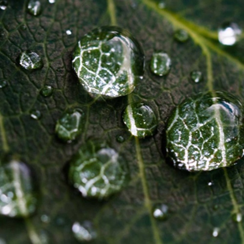 Ozdobný paraván Zelené listy kapky vody