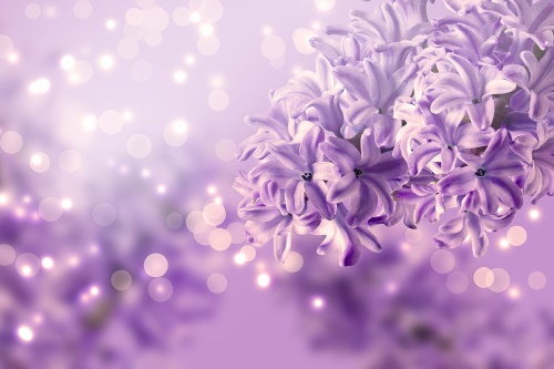 Samolepiaca tapeta fialový kvet orgovánu