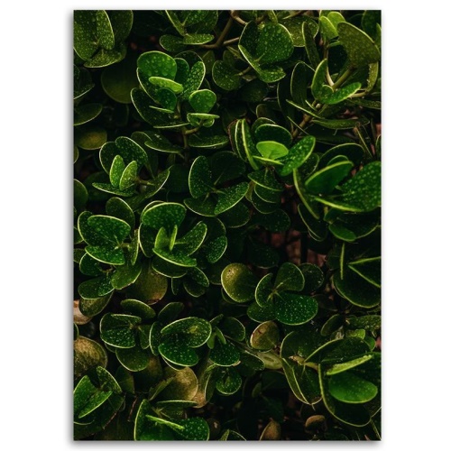 Obraz na plátně, Exotické zelené listy