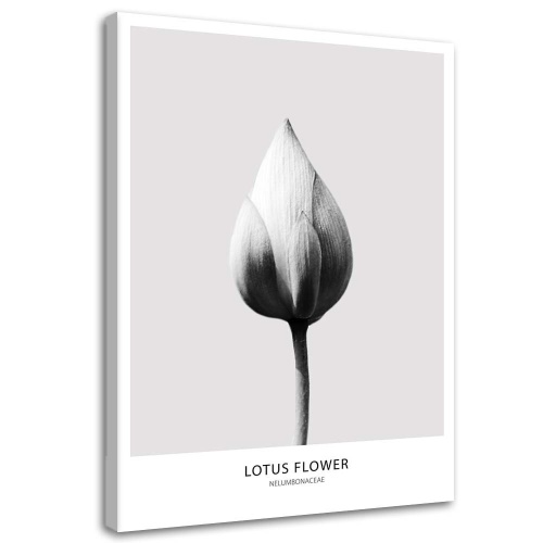Obraz na plátně Lotosový květ černobílý