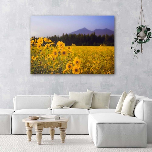 Obraz na plátně Louka se žlutými květy Hora