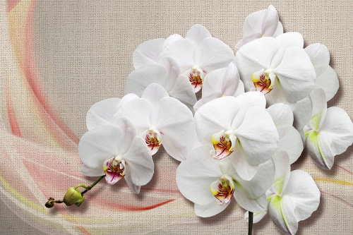 Samolepiaca tapeta biela orchidea na plátne