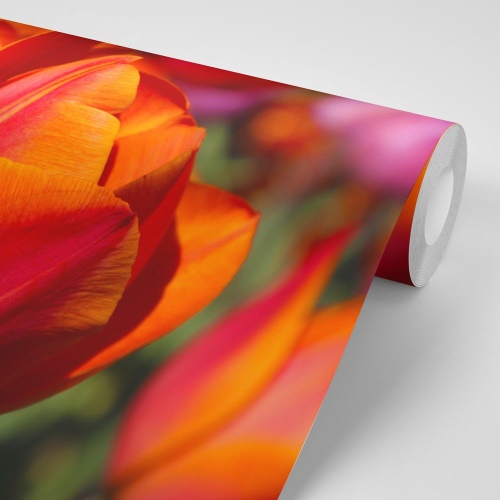 Samolepiaca fototapeta nádherné tulipány na lúke