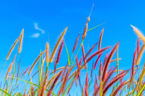 Samolepiaca fototapeta divoká tráva pod oblohou