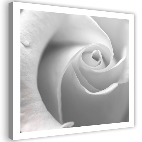 Obraz na plátně Bílá růže v květu makro
