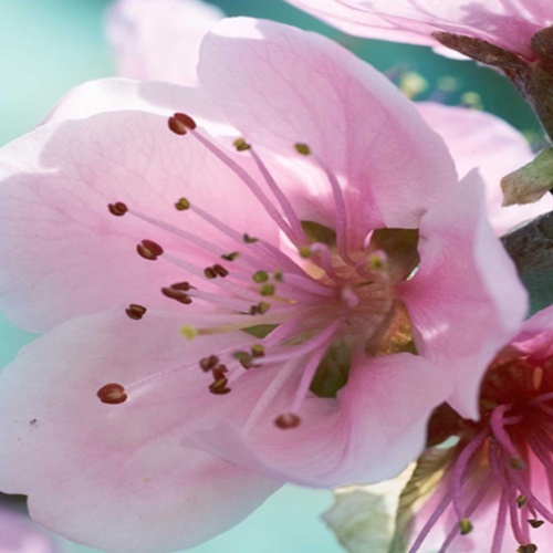 Ozdobný paraván Růžový květ jabloně