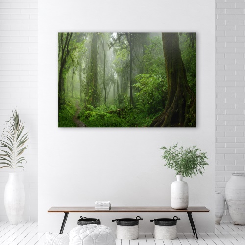 Obraz na plátně, Tropický les džungle