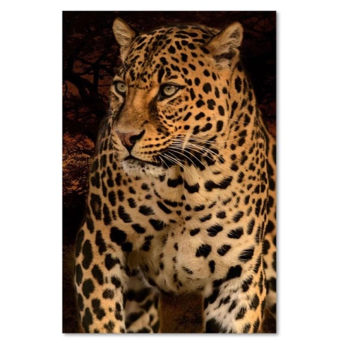 Obraz na plátně Leopard divoká příroda