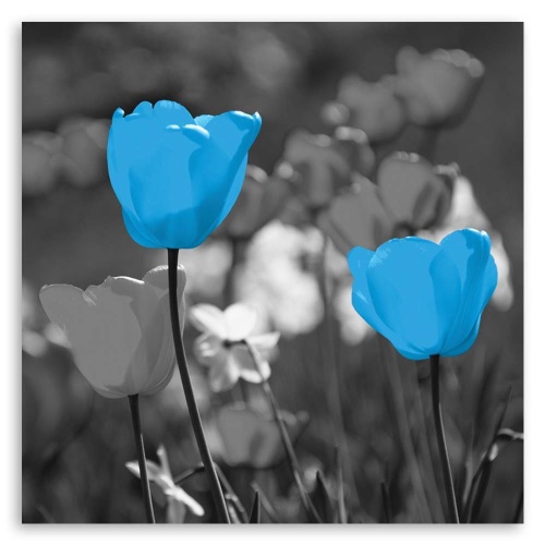 Obraz na plátně Modrý tulipán Květina Příroda