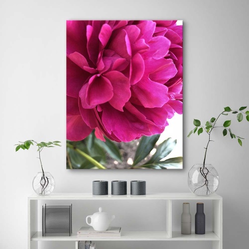 Obraz na plátně Pivoňka růžový květ příroda