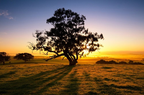 Fototapeta strom pri západe slnka