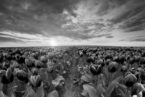 Obraz východ slnka nad lúkou s tulipánmi v čiernobielom prevedení