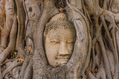 Samolepiaca fototapeta Budhov posvätný figovník