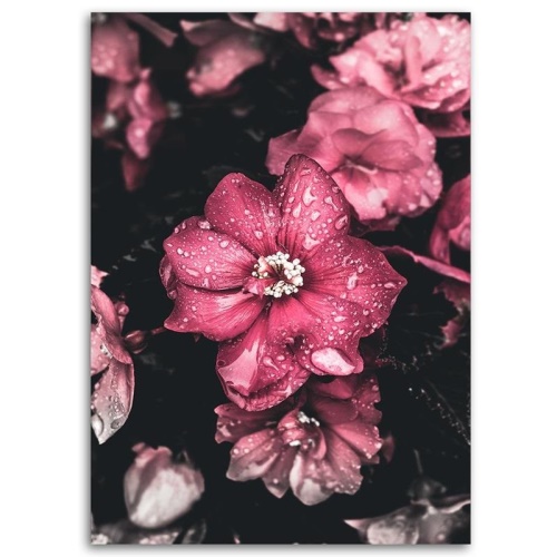 Obraz na plátně Květiny Růžová příroda