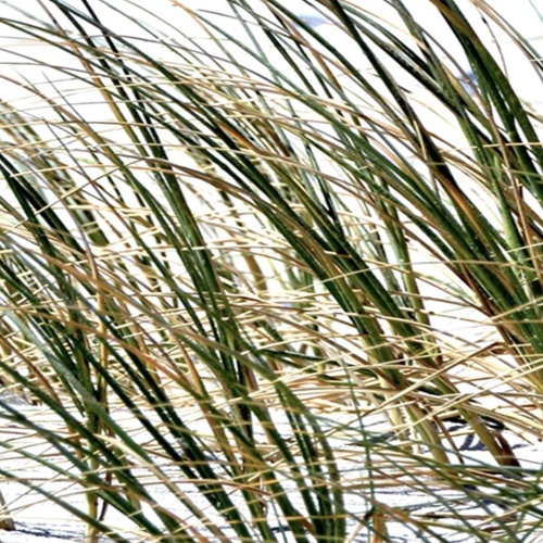 Ozdobný paraván Sluneční tráva na mořské pláži