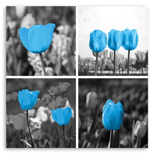 Obraz na plátně Sada modrých tulipánů