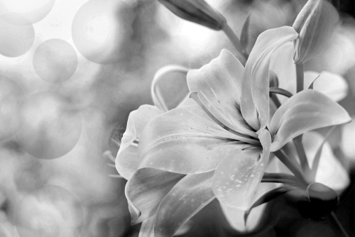 Obraz kvet ľalie na abstraktnom pozadí v čiernobielom prevedení