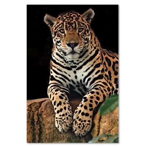 Obraz na plátně, Leopardí zvířata Příroda